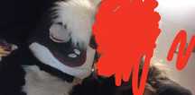 fursuit wymienię