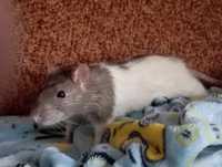 Domowy szczurek szuka domu