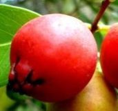 10 sementes araça roxo ou vermelho