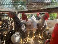 Aves de campo domesticas