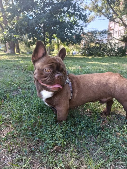 Вязка французький бульдог