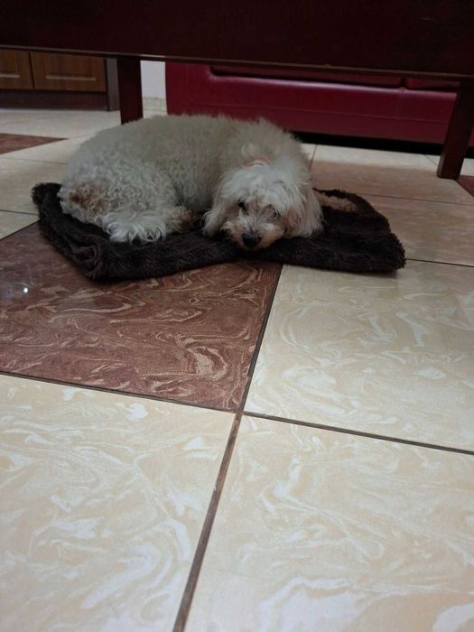 Mieszaniec maltańczyka suczka szuka domu