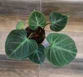 Philodendron el choco red