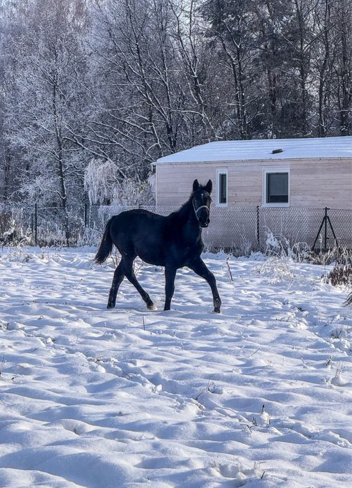 Sprzedam klacz śląska, kara z odmianami