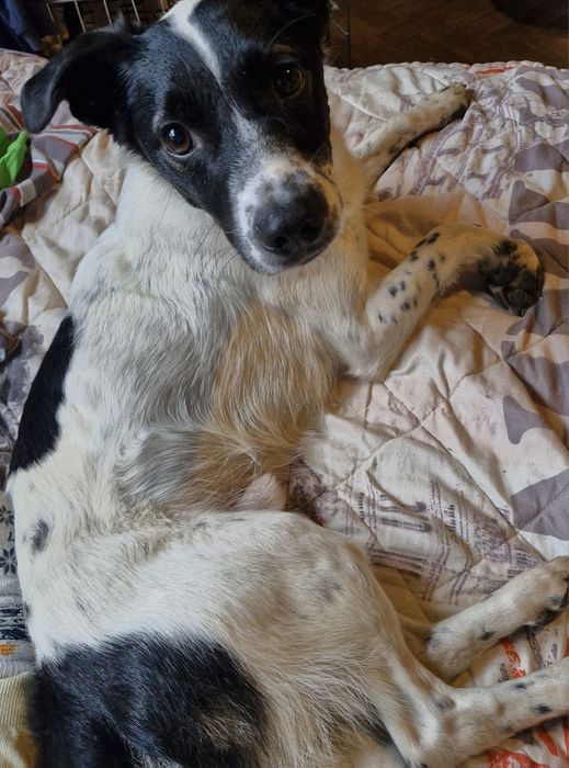 Młody kundelek ,do łydki