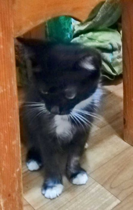 Котенок Феликс, возраст около 2, 5 месяца, ищет дом!