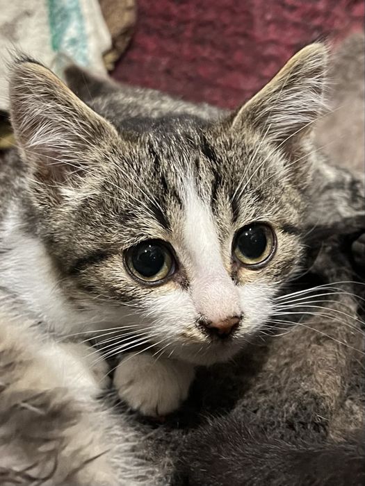 Кошеня хлопчик.