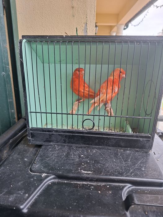 Canários vermelhos