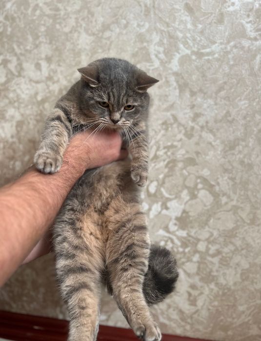 Віддам кішку британку у добрі руки