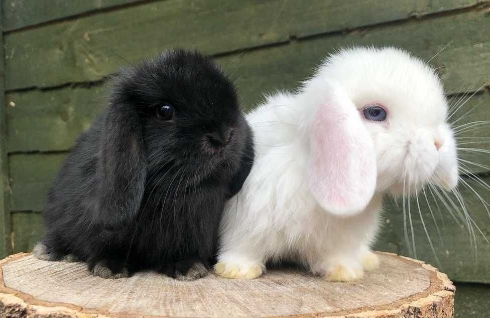 KIT Coelhos anões orelhudos, mini lop super inteligentes e dóceis