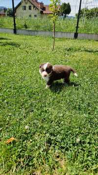 Suczka border collie