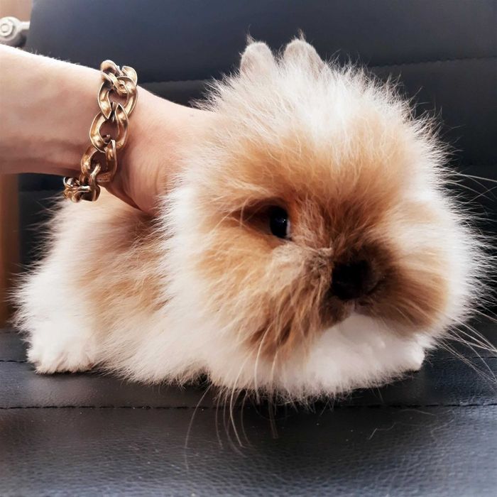 Карликовые мини кролики от породистых родителей звоните