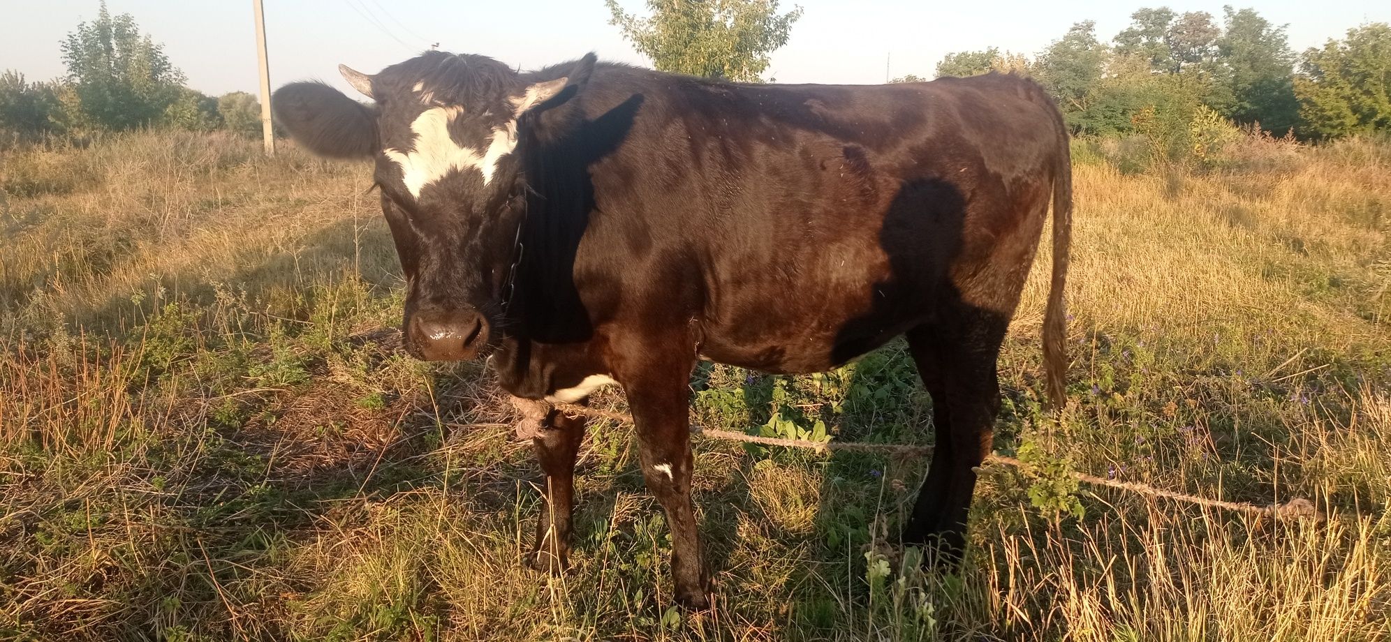 Продам тільну телицю на корову