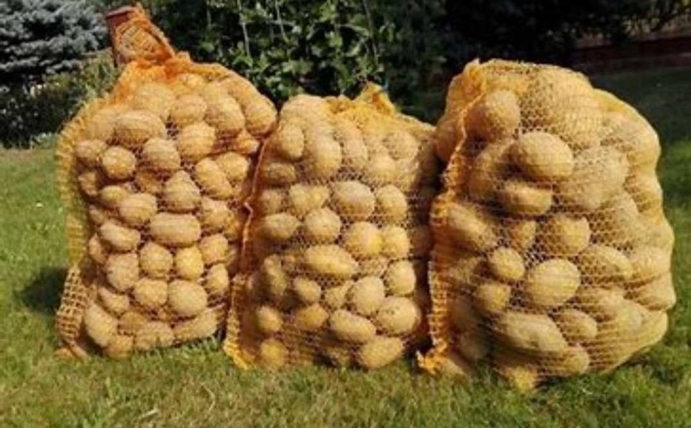 Ziemniaki jadalne soraya