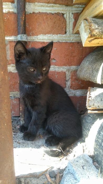 Czarny kocurek z zielonymi oczami