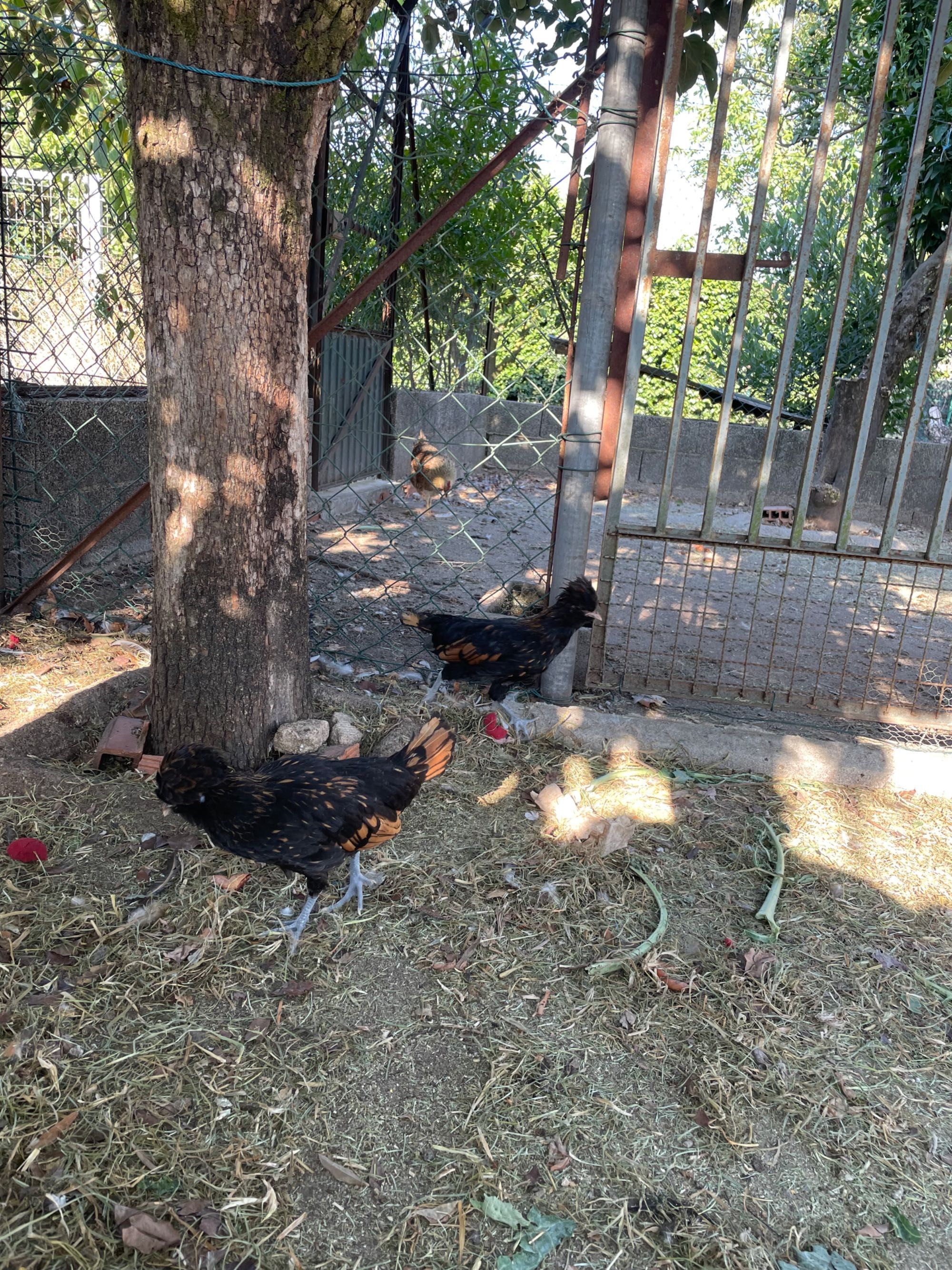 Paduanas e outros