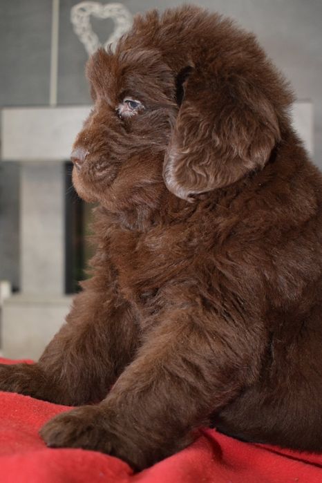 Brązowe szczenięta rasy Nowofundland