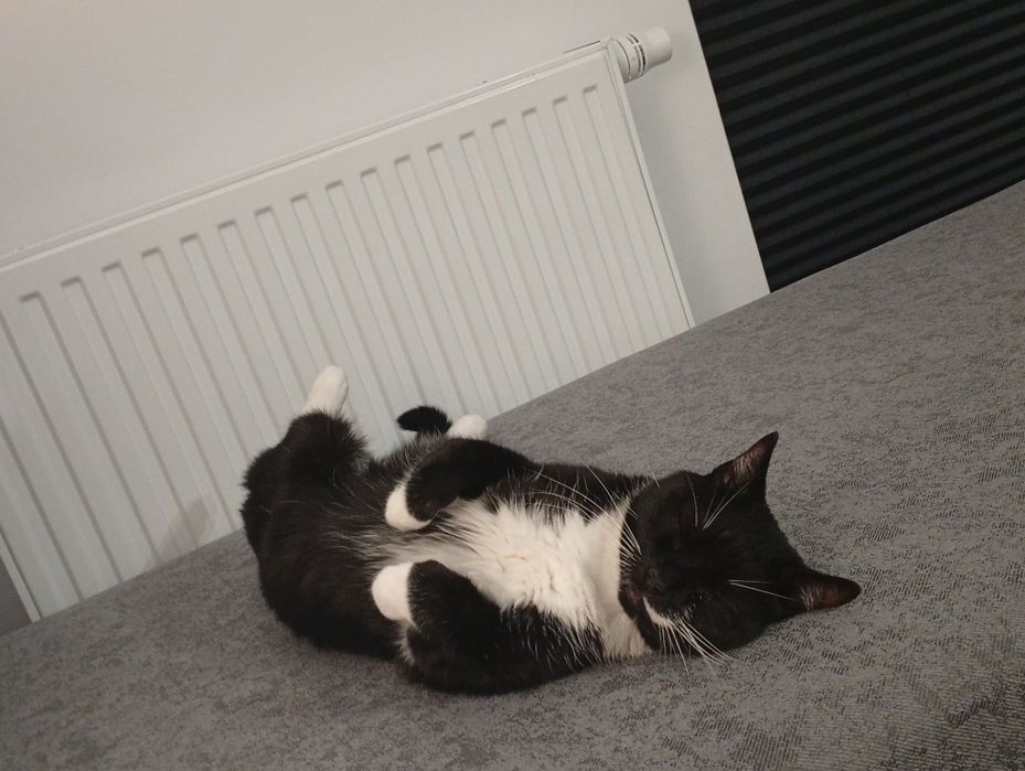 Potrzebuje opieki do kota