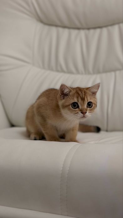 Британский котенок в окрасе Золотая Шиншилла