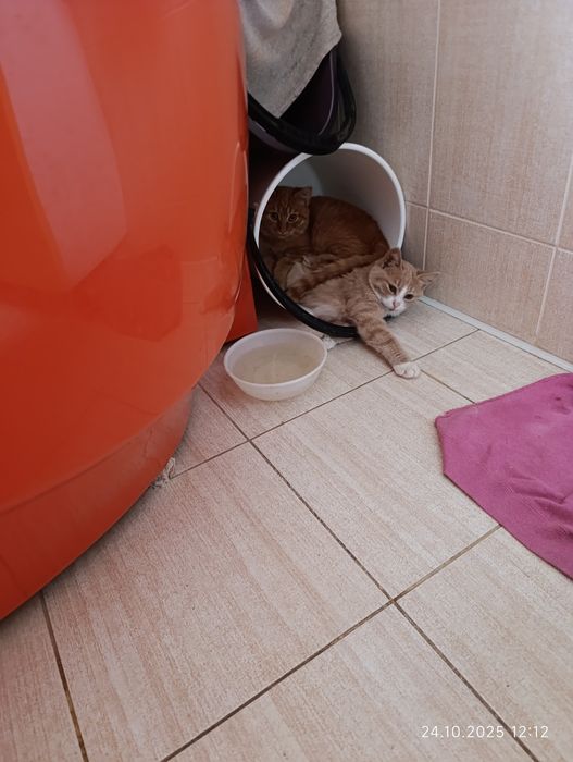 Віддам кошенят в добрі руки