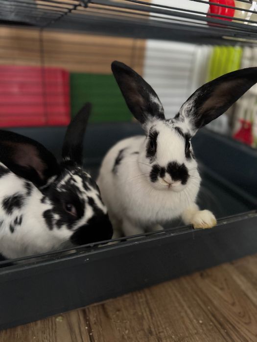 Oddam króliki, za darmo