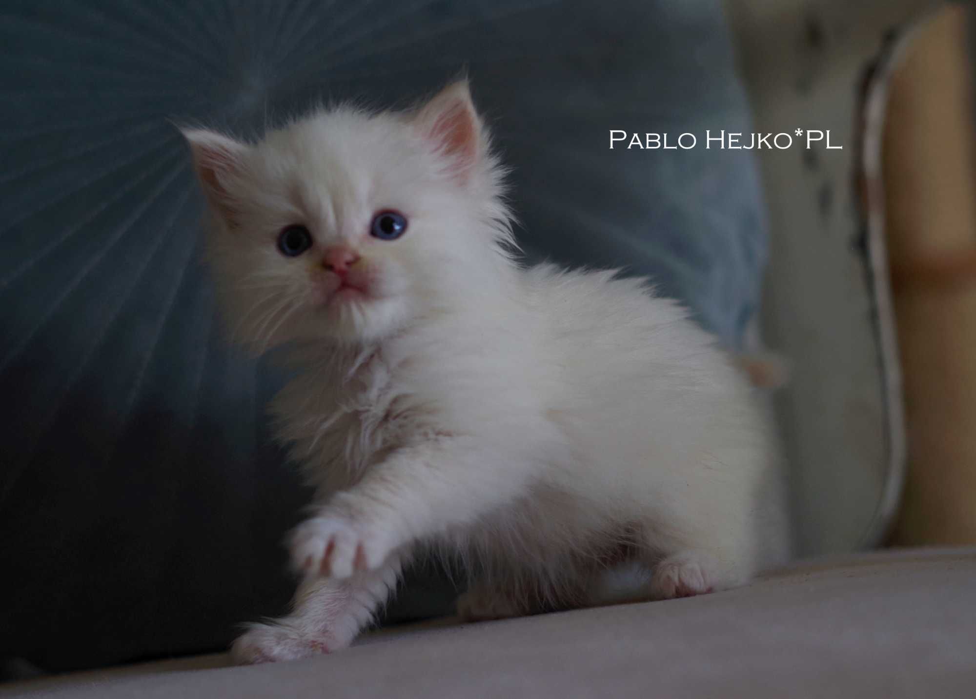 Kocięta Ragdoll FPL przytulanki z  profesjonalnej hodowli FIFe