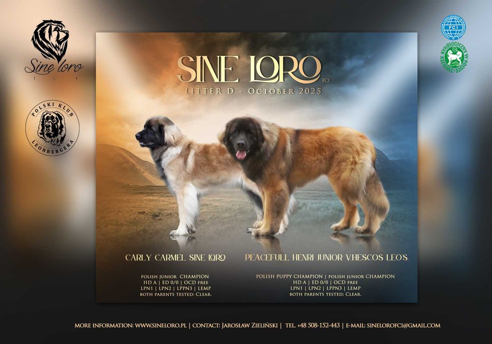 Leonberger szczenię - suka ZKwP po Junior Championach Polski