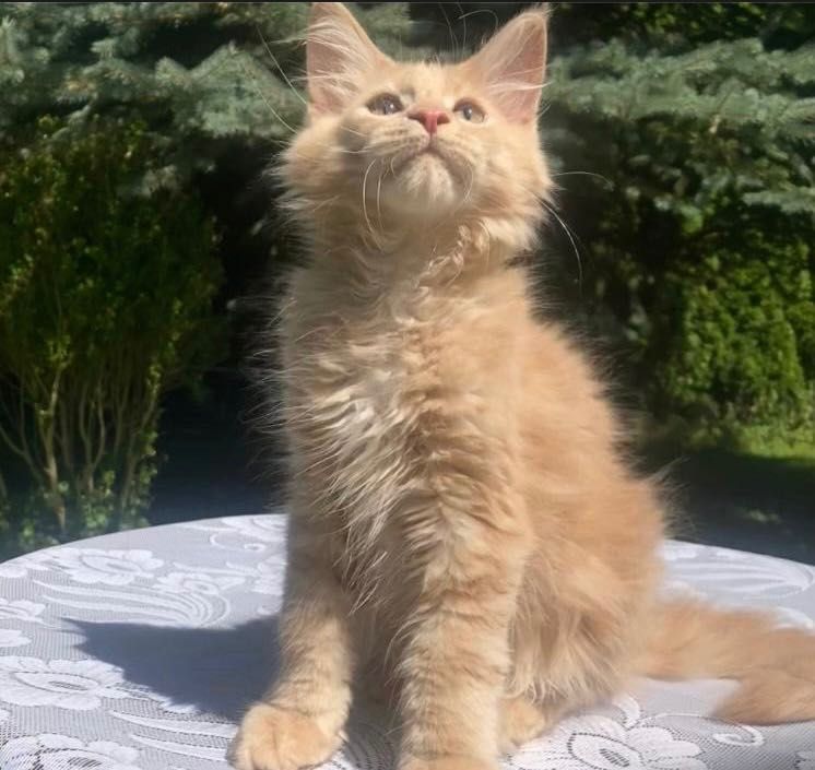 Maine Coon - Kocurek Jamal !