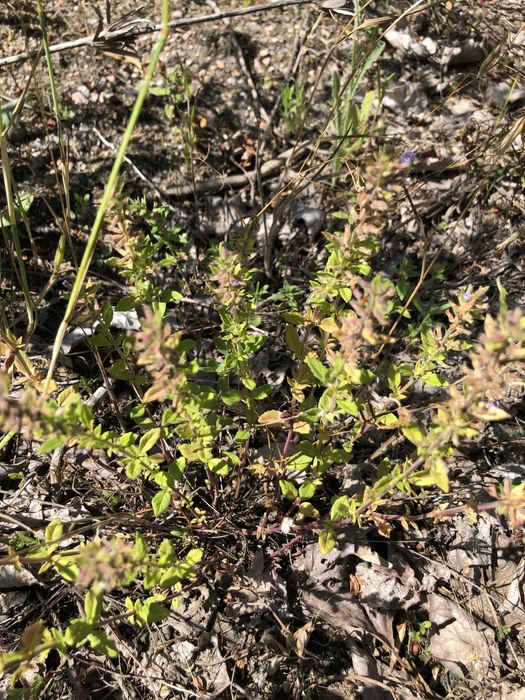 Сіль для ванни «Тихий вечір»