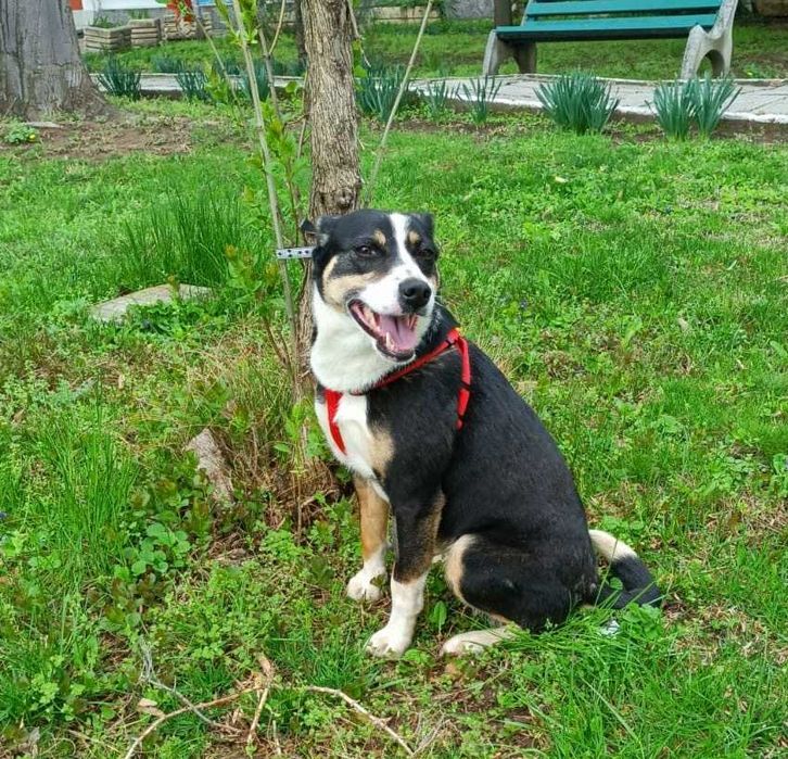 SZONI urocza sunia, akceptuje KOTY uratowana w Bułgarii.