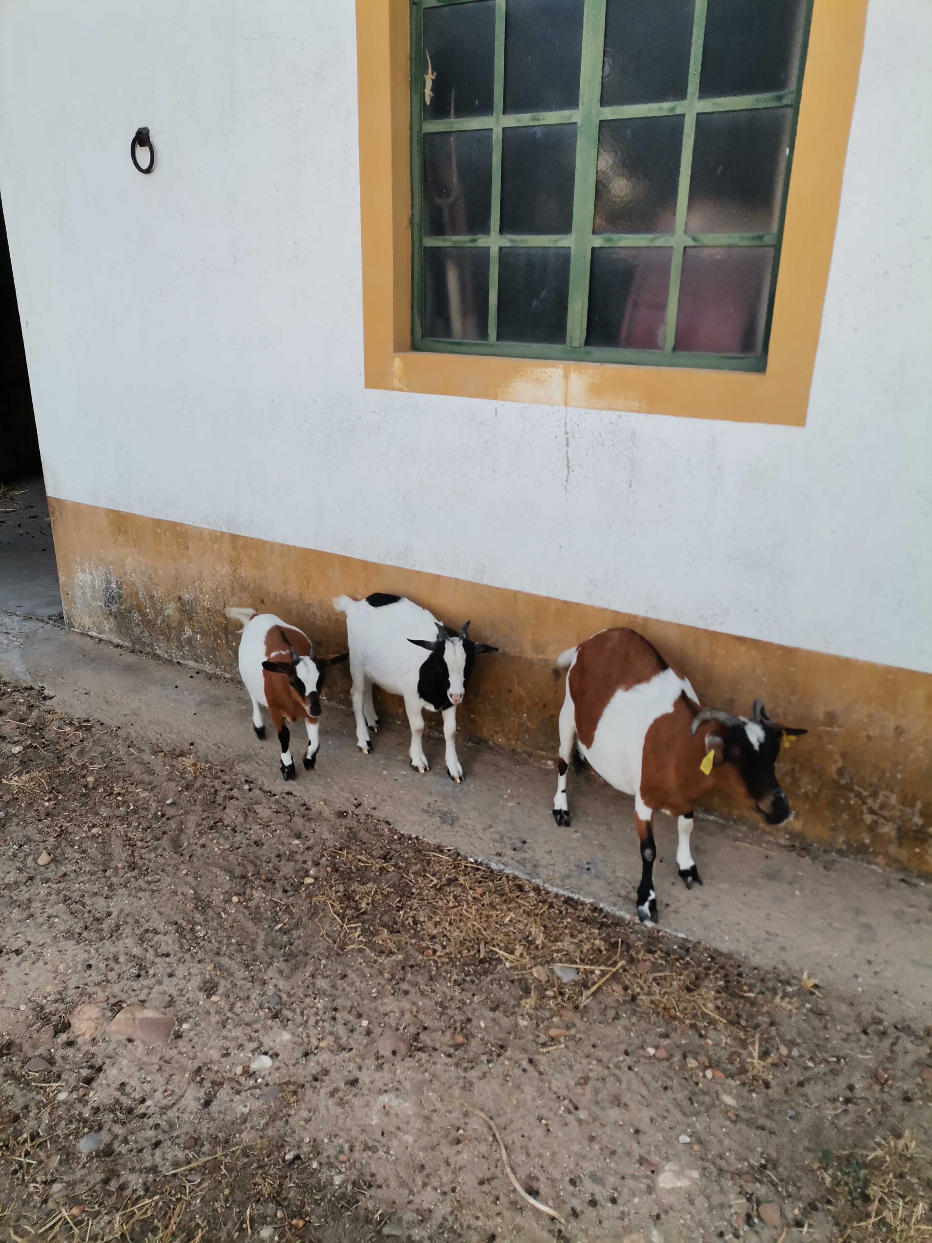 Cabritos E cabras anãs nascidos em Fevereiro.