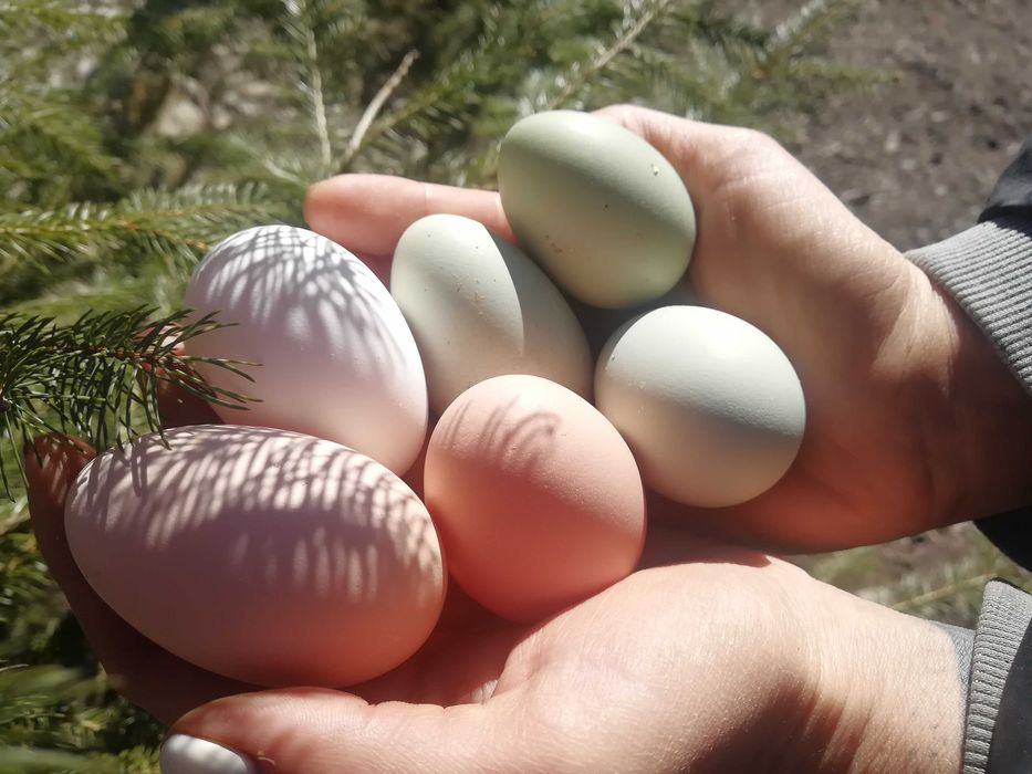 Інкубаційне яйце домашніх курочок