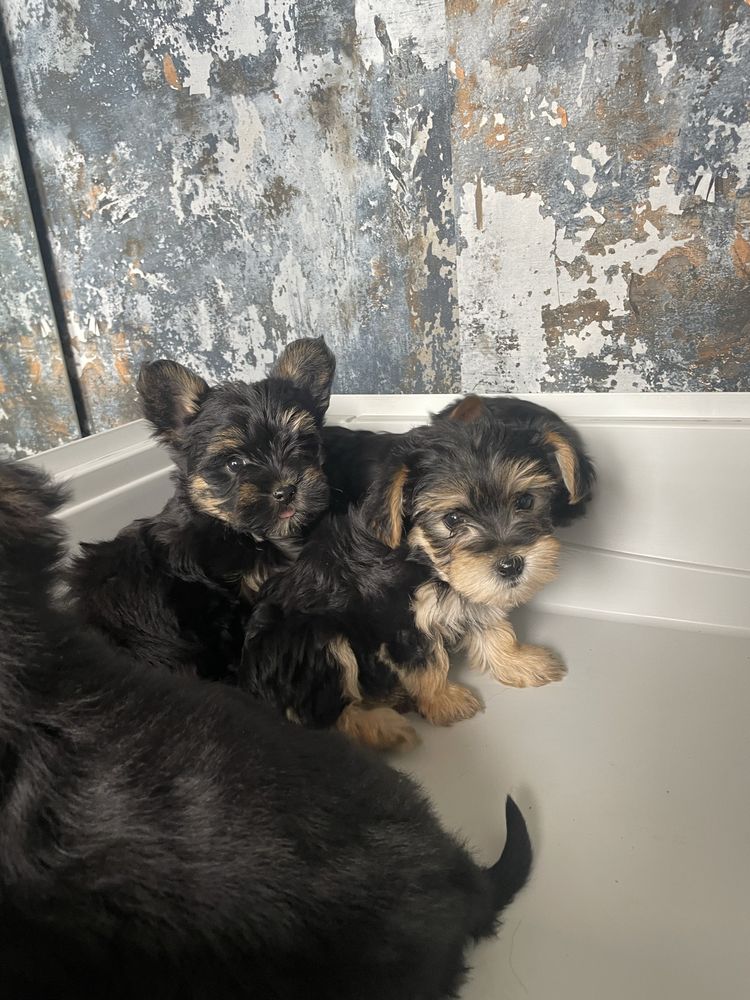 Yorkshire Terrier