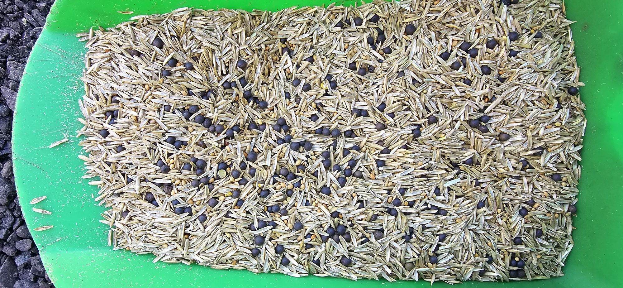 Mieszanka Gorzowska(poplonowa)koniczyna,wyka ozima, życica WYSYŁKA
