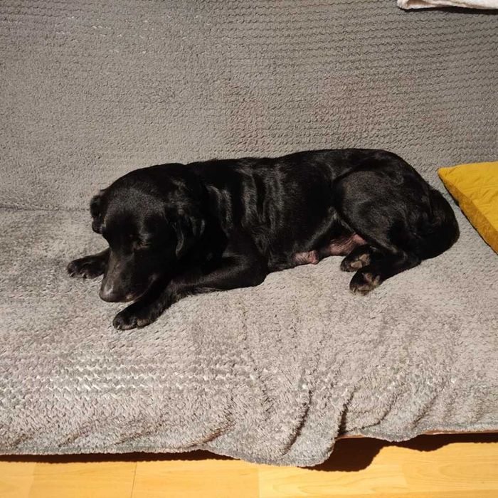 Do adopcji Cola !