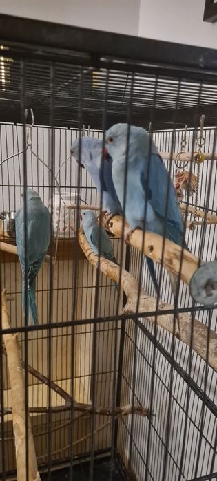 Aleksandretta obrożna papuga