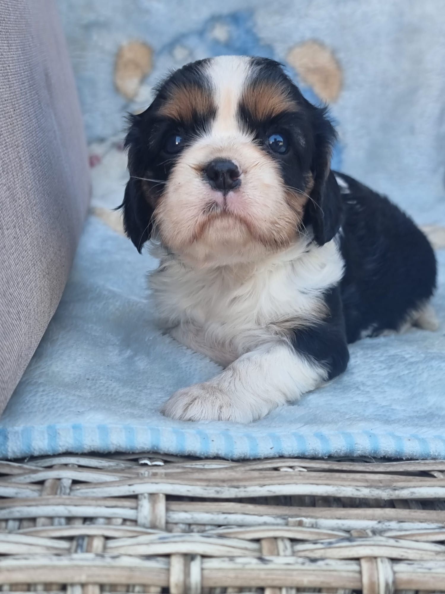 CAVALIER King Charles Spaniel tricolor suczka szczeniaki