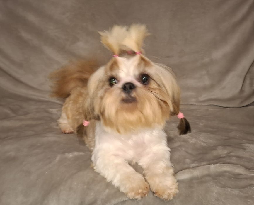 Shih-tzu Suczka dorosła