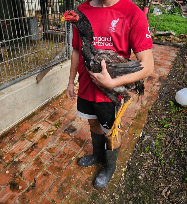 Indio Gigante Brasileiro