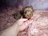 Choco Merle Yorkshire Terrier - śliczny piesek