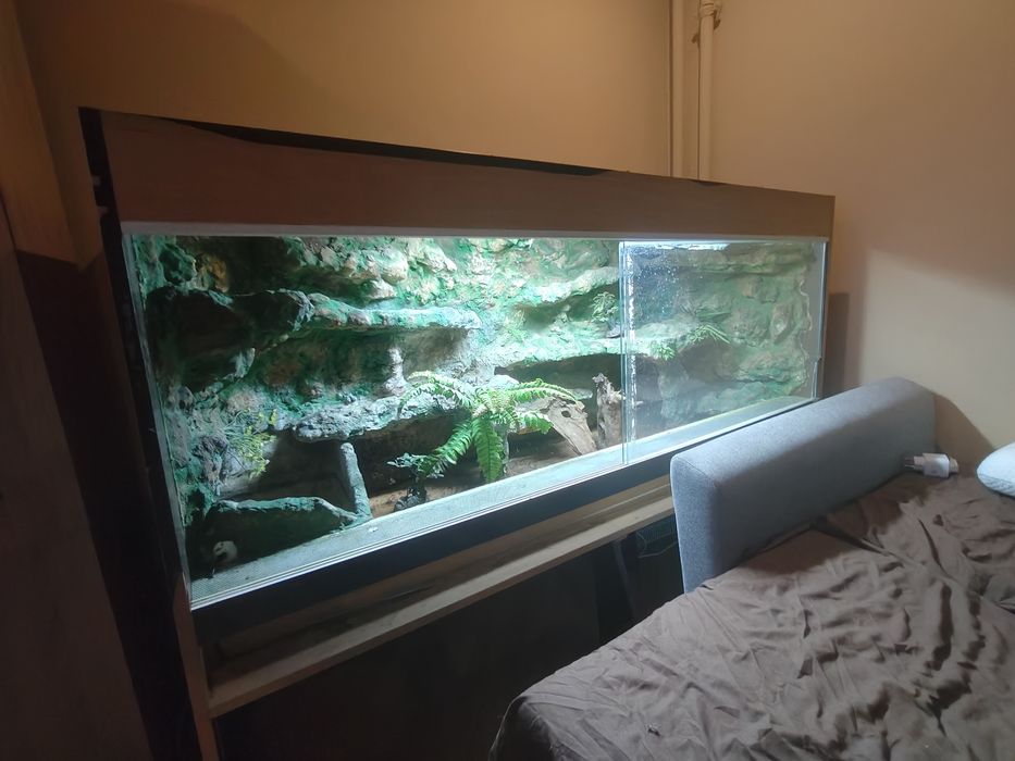 Terrarium Agama Brodata