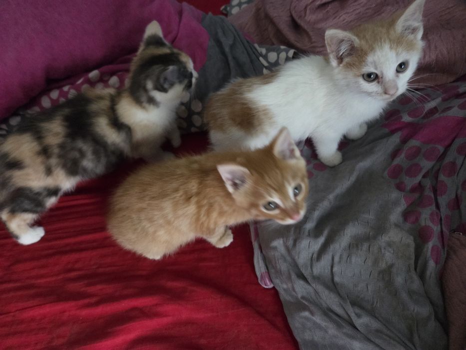 Kotki i kocurki do oddania