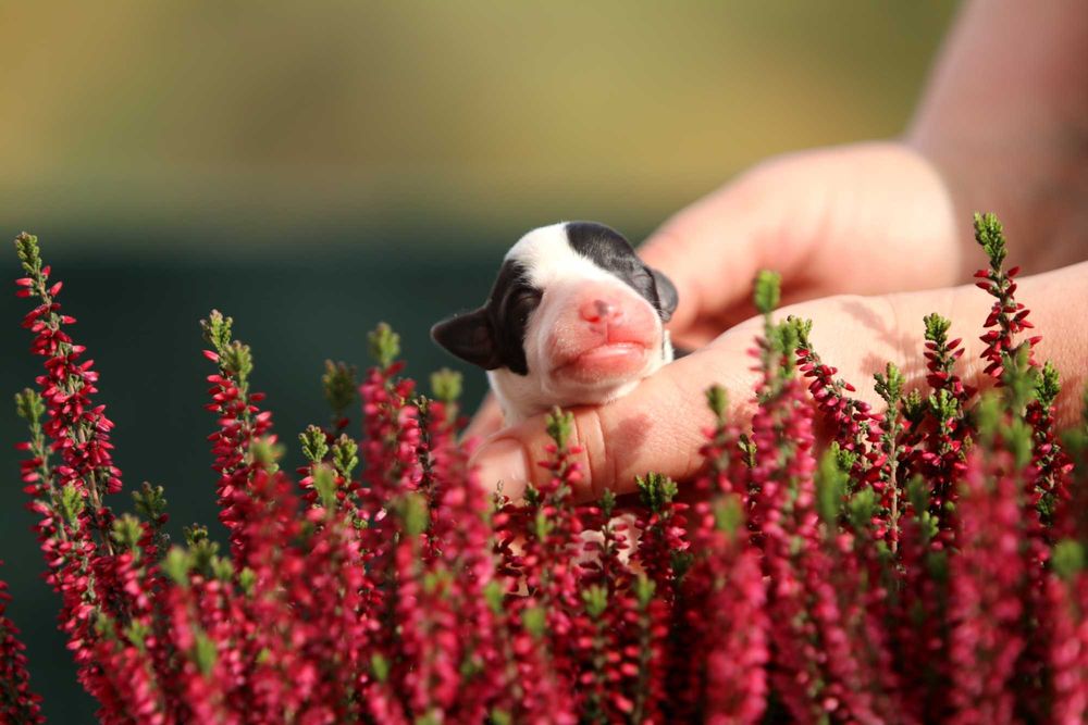 Whippet Chart angielski ZKwP/FCI śliczny piesek RICCO