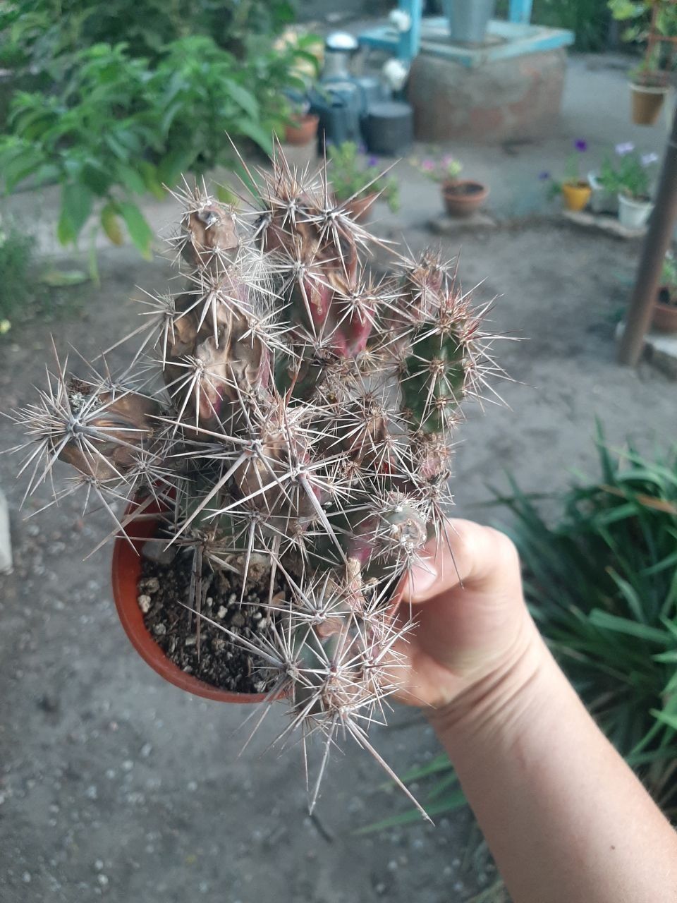 Кактус Grusonia emoryi