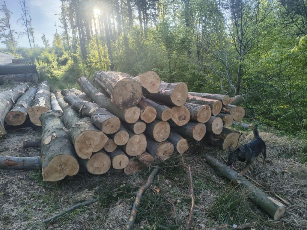 Drewno kominkowe opałowe Buk