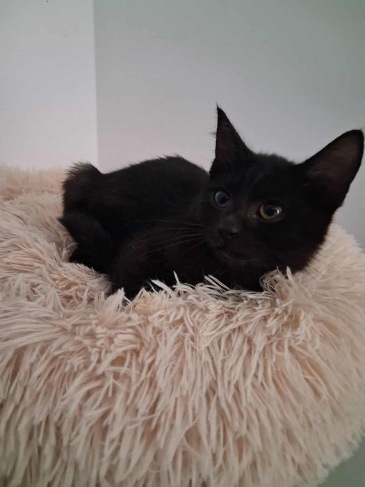 Mała czarna Żarka, 4 miesięczna nieśmiała koteczka