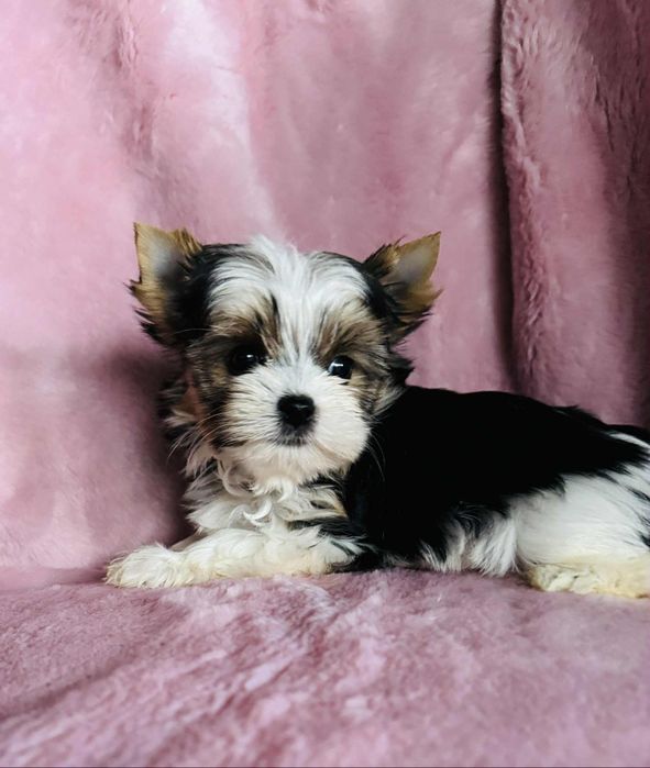 Malutka , piękna suczka mini yorkshire terrier biewer REZERWACJA
