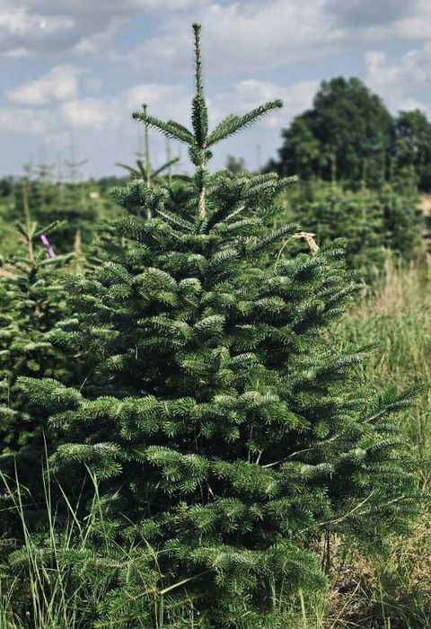 jodła kaukaska goły korzeń 1.00-1.50 swierki choinki