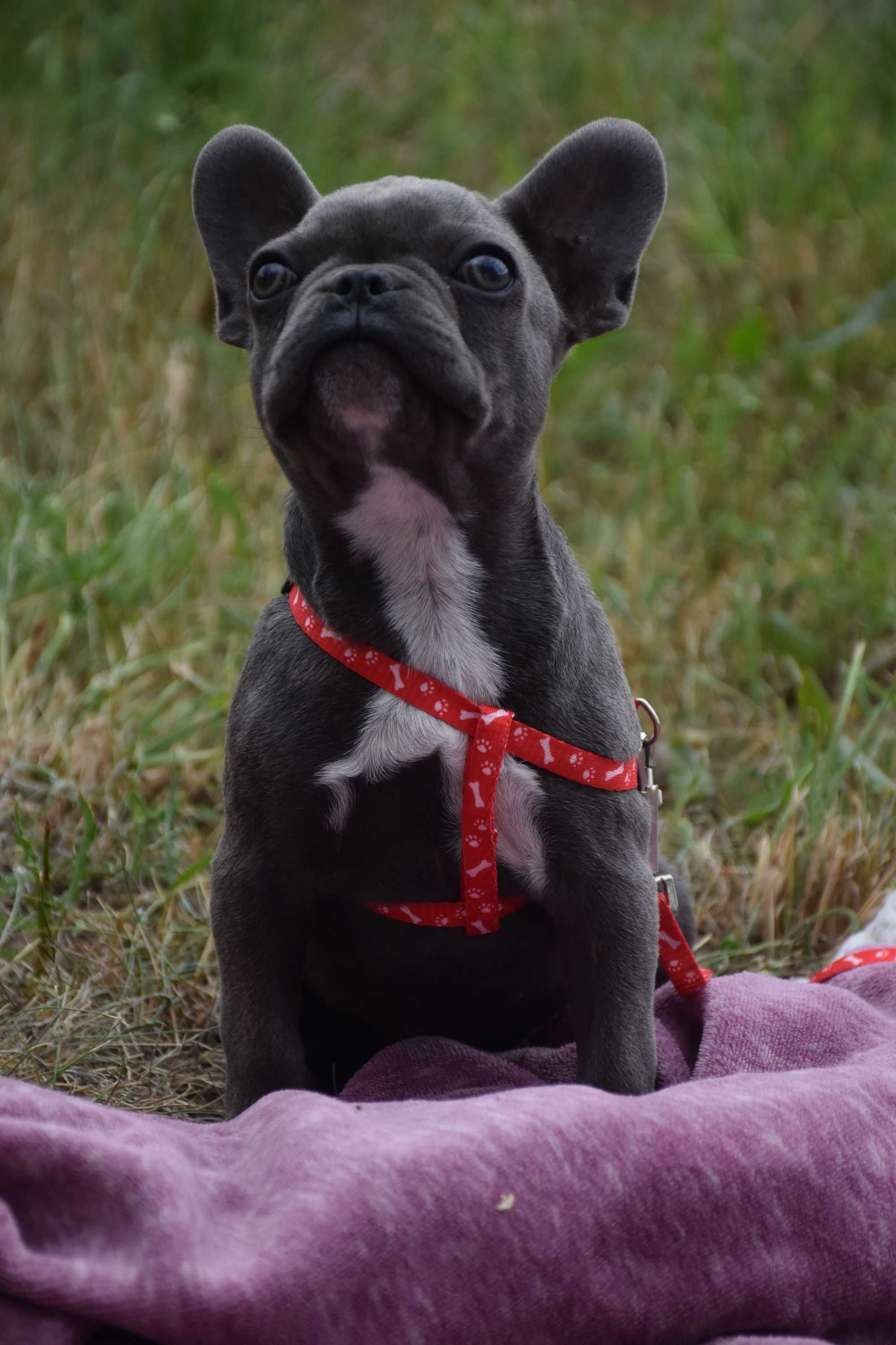 Buldog francuski samiec blue