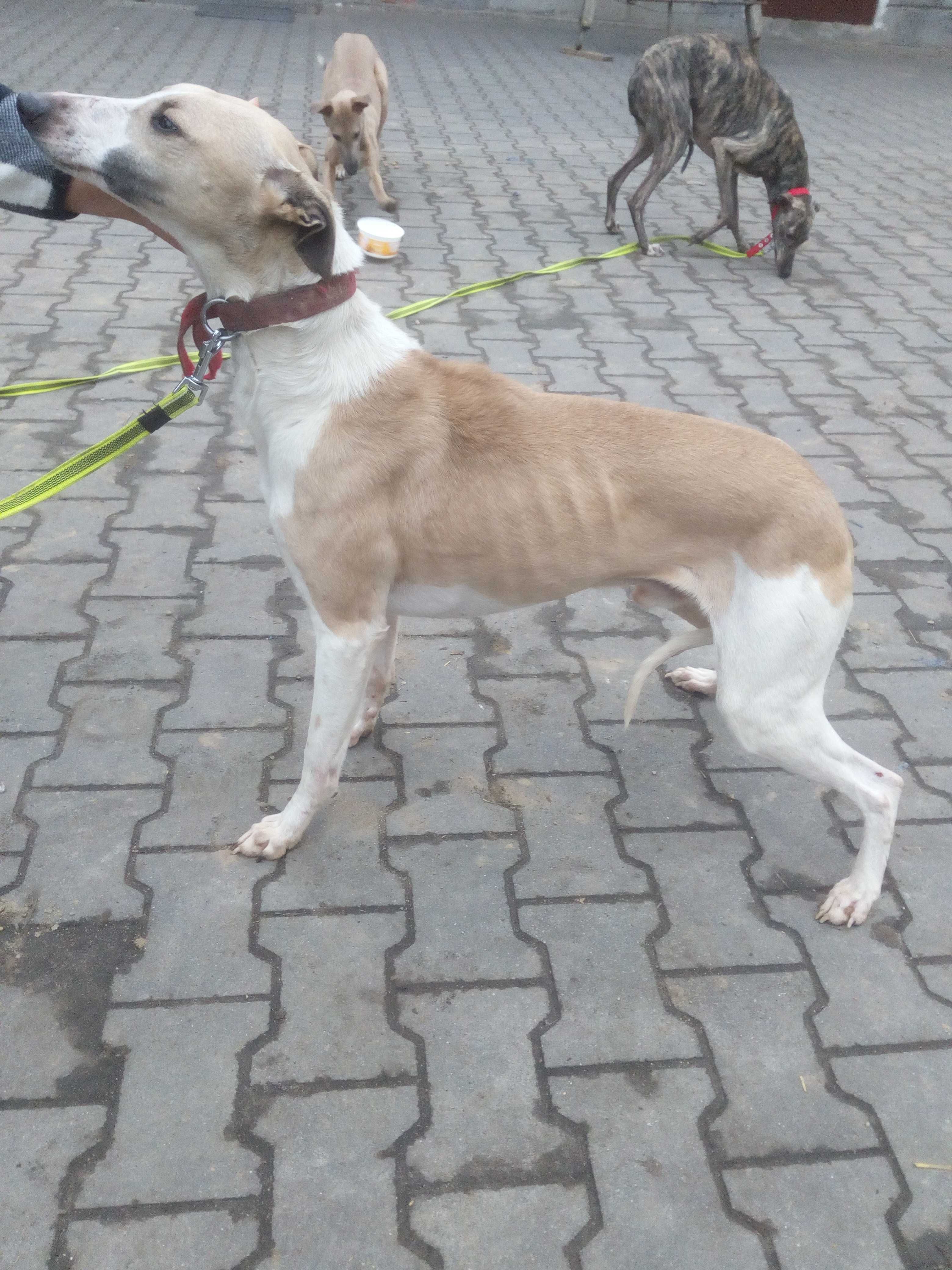 Chart Angielsk Whippet  piesek